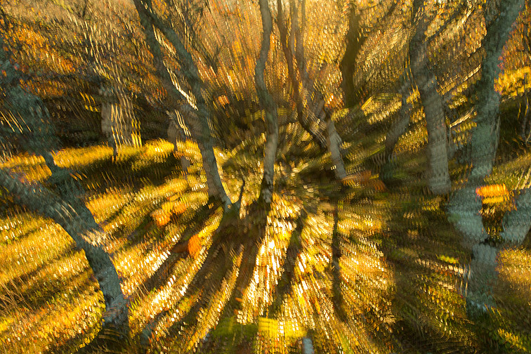 Impression of birch trees in morning light